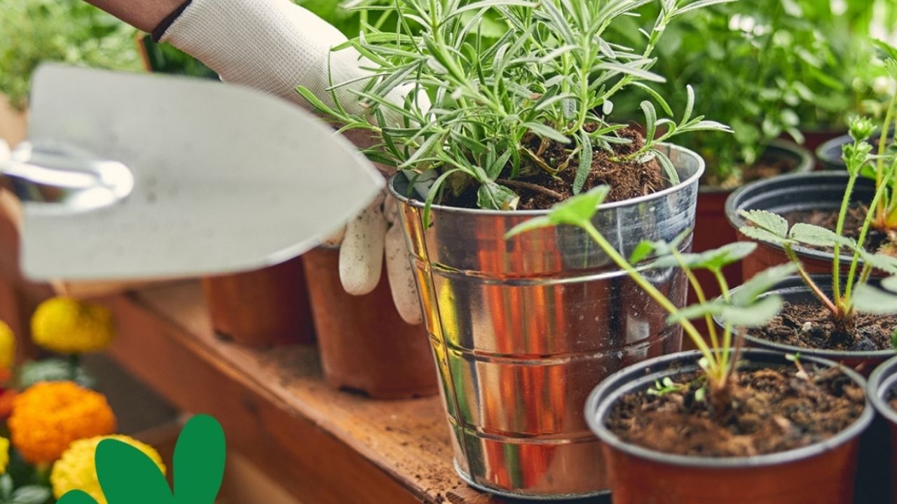 orang sedang menanam tanaman di dalam pot