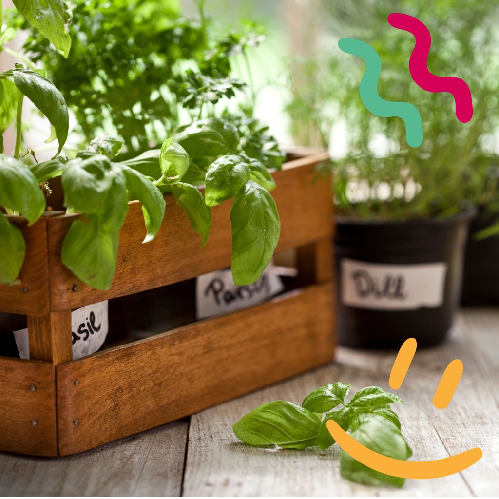 Inpimera Premium Seeds