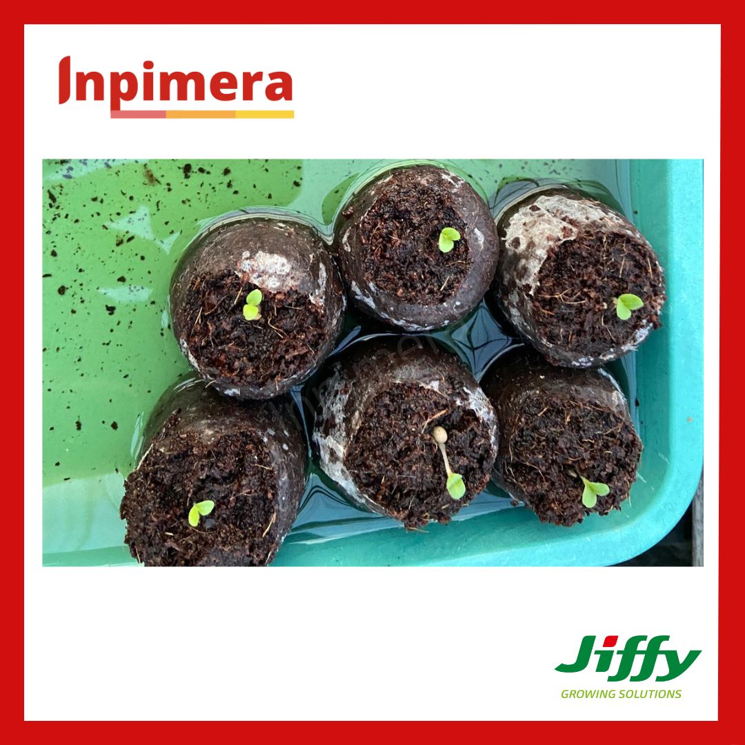 Inpimera Jiffy 7C Hydroponik Pellets Media Tanam Modern
