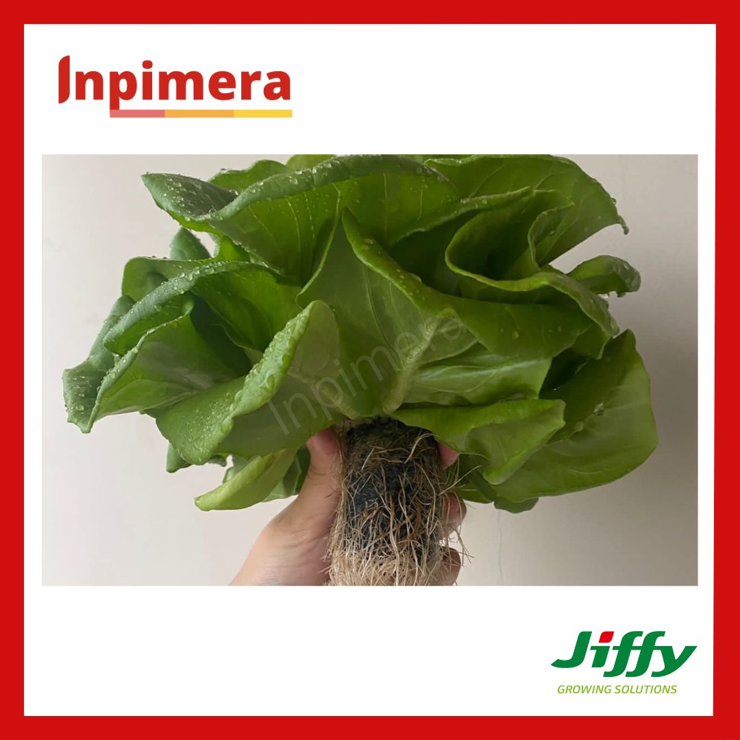 Inpimera Jiffy 7C Hydroponik Pellets Media Tanam Modern