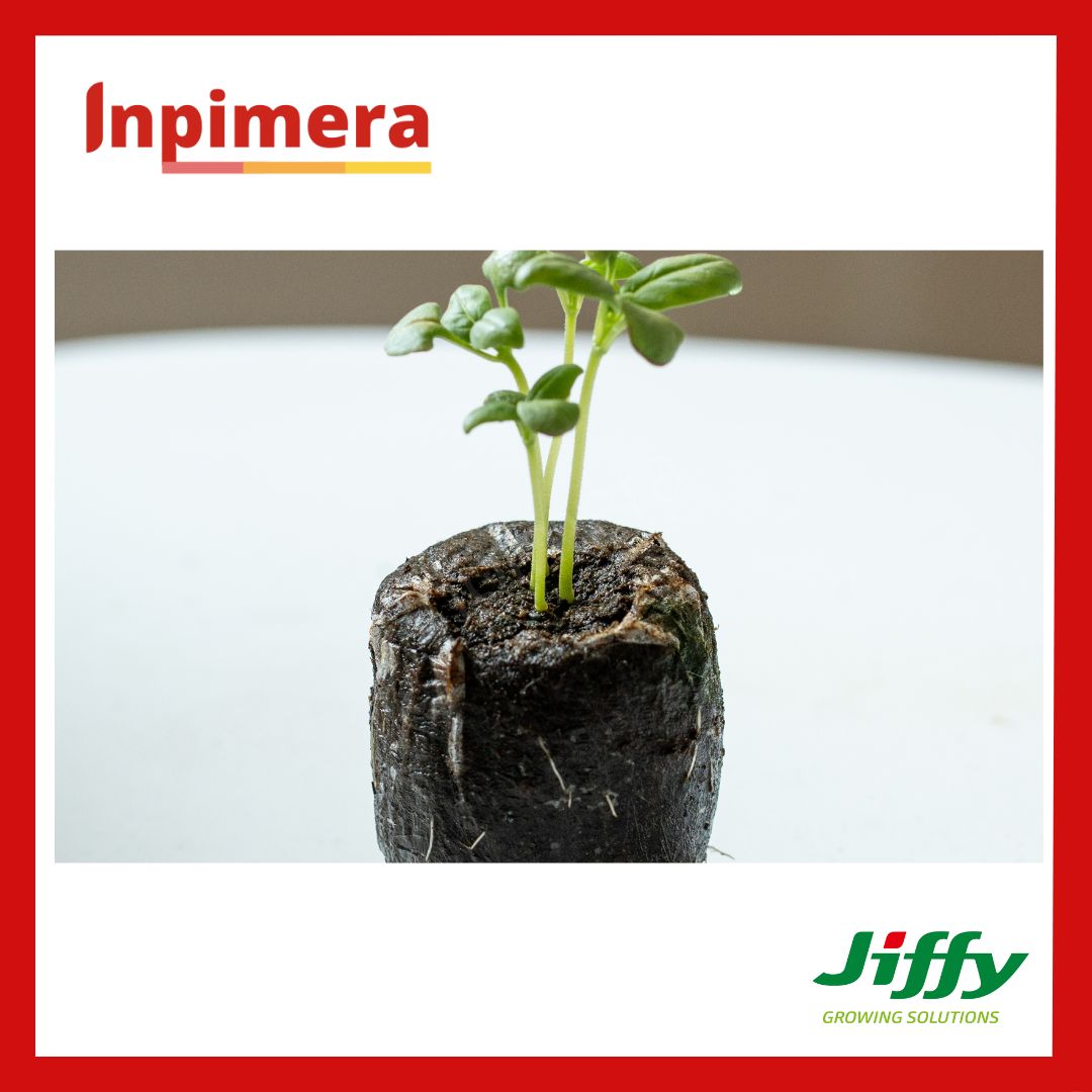 Inpimera Jiffy 7C Pellets 50mm Media Tanam Advance Home Gardening