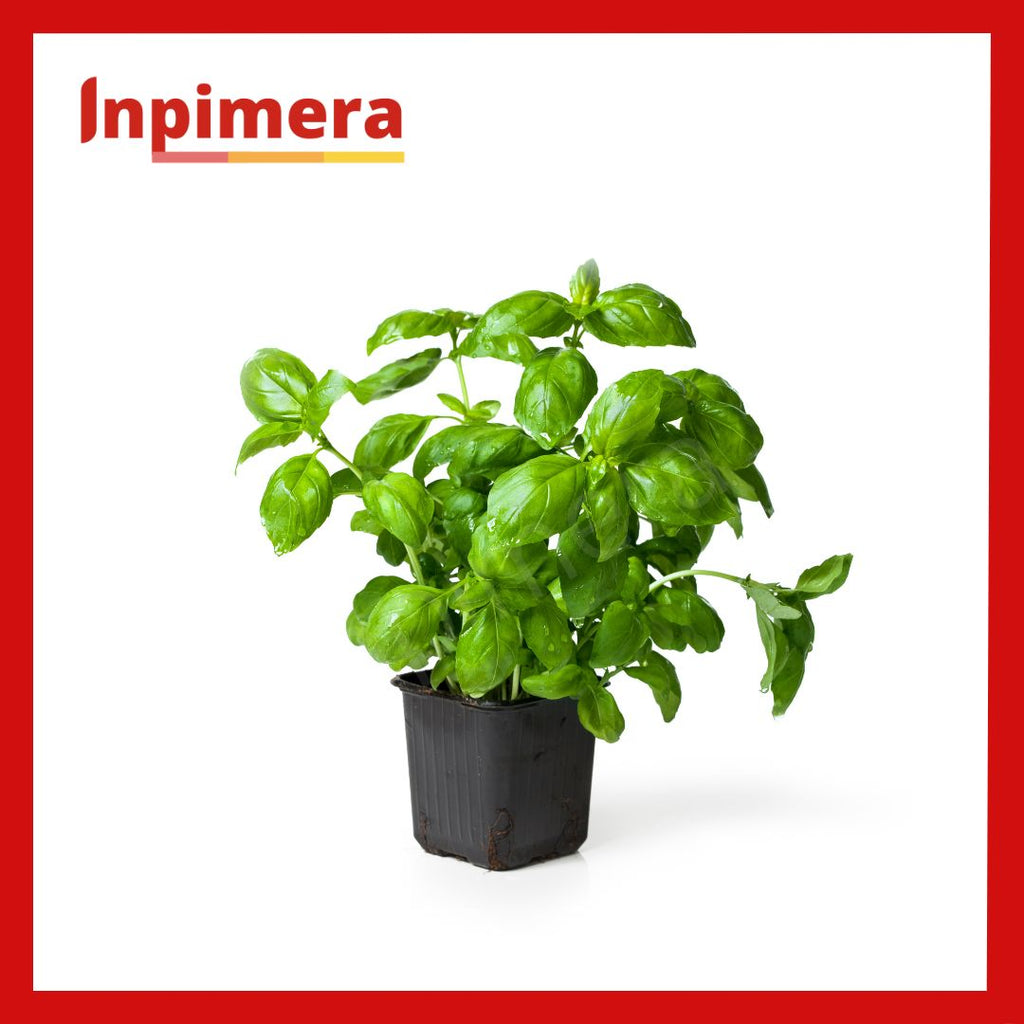 Inpimera Premium Basil Seeds Home Gardening