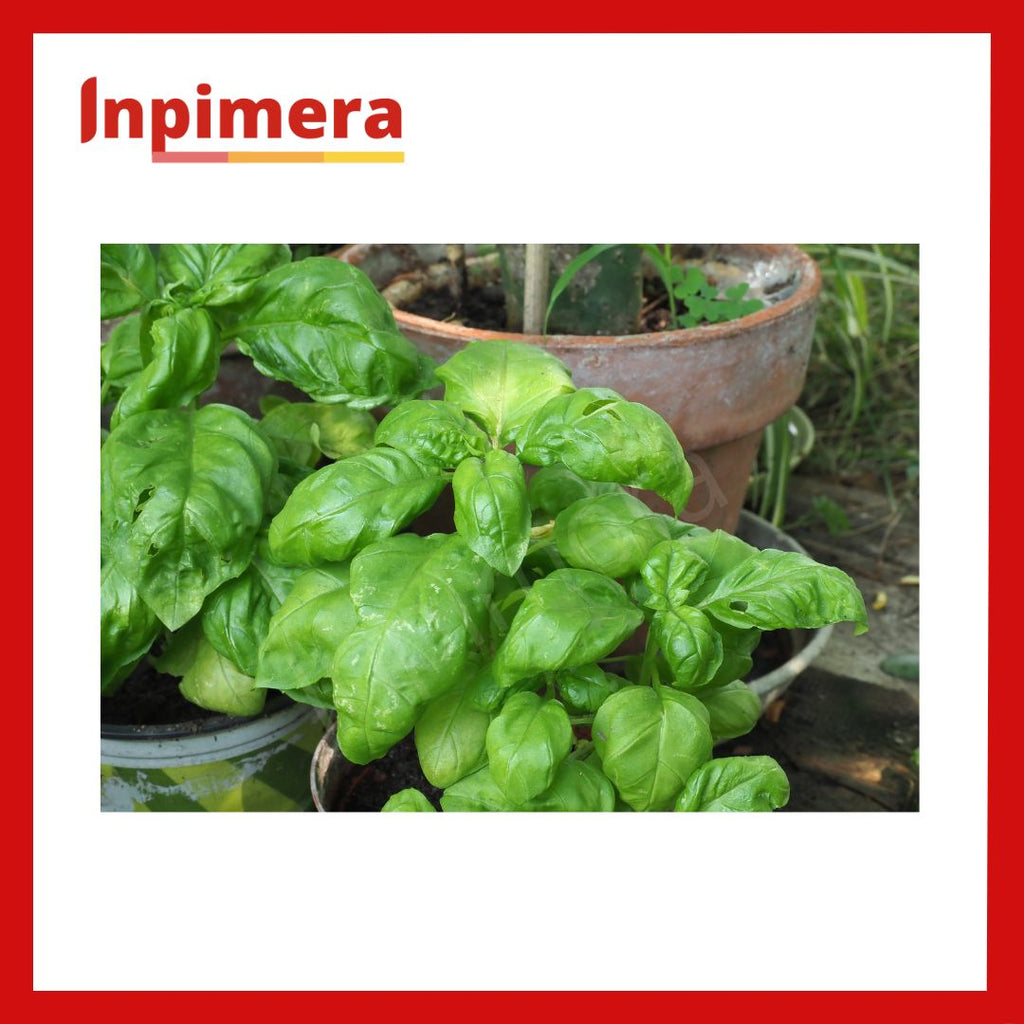 Inpimera Premium Basil Seeds Home Gardening