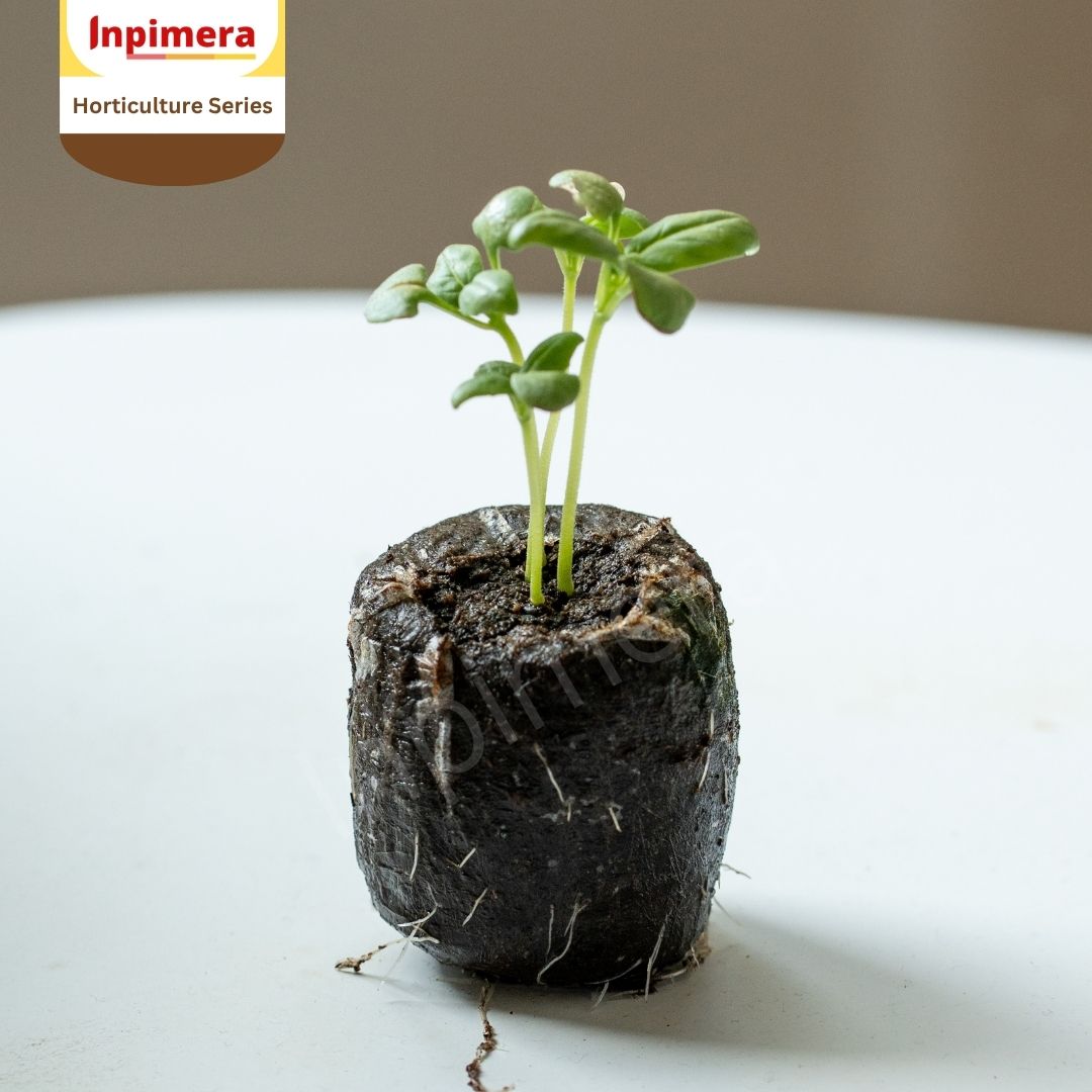 Inpimera Jiffy 7C Pellets 50mm Media Tanam Advance Home Gardening