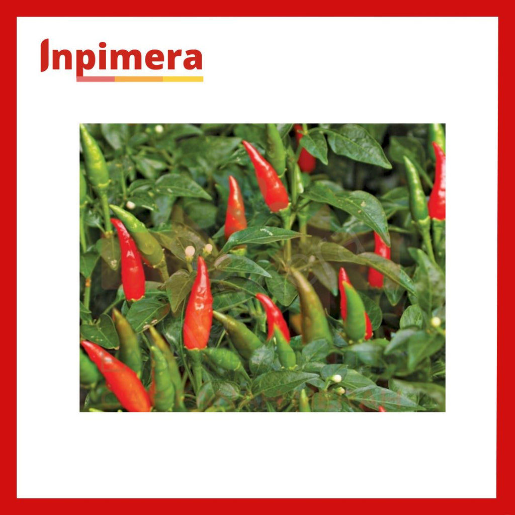 Inpimera Premium Chilli Seeds Home Gardening