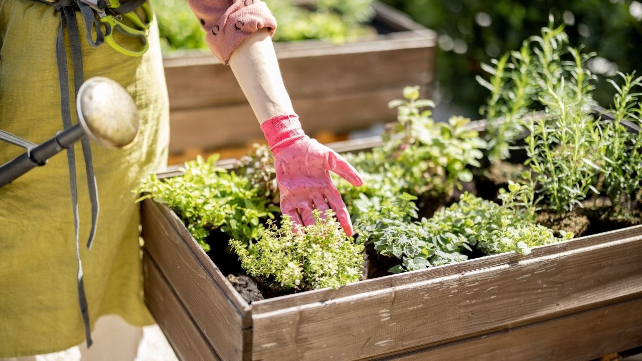 Orang sedang menanam herbs dan sayur di halaman rumah atau urban.