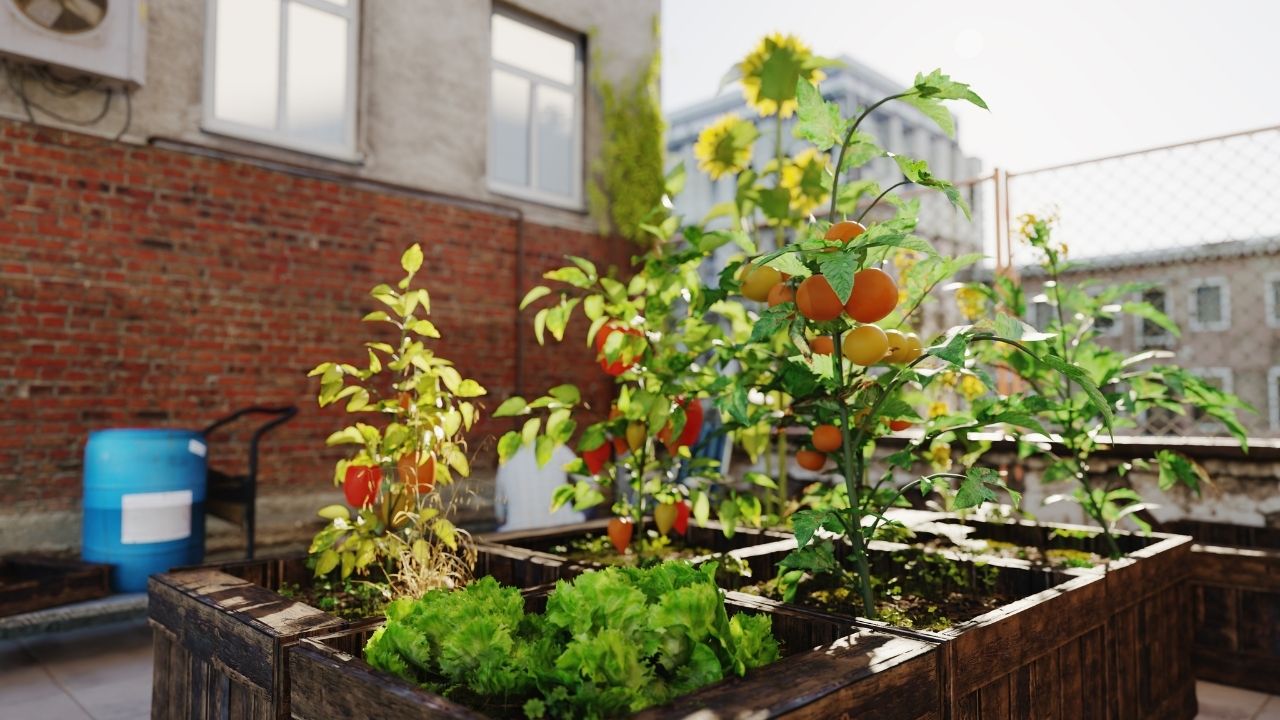 Rooftop urban farming di atas apartemen menanam tanaman tomat